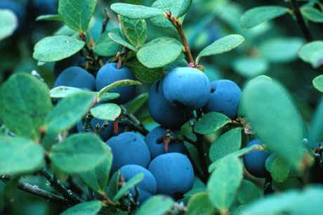 ��˹Խ�ٹ�ʵ Vaccinium uliginosum