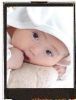 ����רҵ����TFT��ʾ��CSTN��