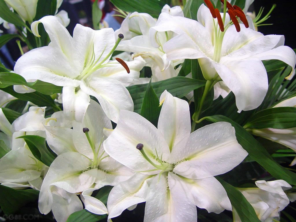 �׺ϻ�֮��    