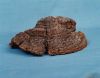 ��ͼΪ�����׾� Phellinus pini