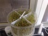 哈哈2天的等待终于长的这么大了,可以做菜吃了