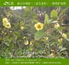 SKB-006..........................................................................................�𻨲裬�𻨲��磬�𻨲����磬��軨��   