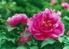 ����ĵ��
<br><br>������������ĵ��֮�磬��������ӽ����ĵ����ʫ�������������ƴ�ʫ������������&ldquo;Ψ��ĵ�����ɫ������ʱ�ڶ��۾�&rdquo;��ʫ�䣬�����δ�ʫ���������&ldquo;��ɫ�����ƣ�����Ⱦҹ��&rdquo;һ���ʹĵ�������&ldquo;��ɫ����&rdquo;�ĳƺš�  