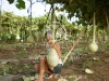 大雍葫芦种植基地网址www.hulu88.net电话022-22497099