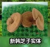 新韩芝子实体