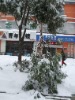 �������б���ѩѹ�ϵ��µ���֦��