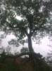 ����Ļ���  