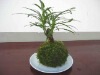 环保花盆、保湿、卫生