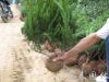 3.���Ž��գ����Ǹ������������أ�13.5�׳��İ�ҳ�����4�������ҡ�