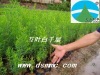 ��Ҷ��ǧ�㣨��ȡ���� ���޲����͡�Tea Tree Oil�� 