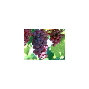 ��Աͷ��