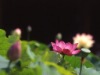 dianzihaocai�Ĳ���