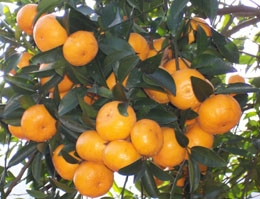 ��Աͷ��