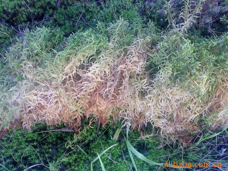 厂家专业种植水苔,高级兰花种植用肥料干苔藓