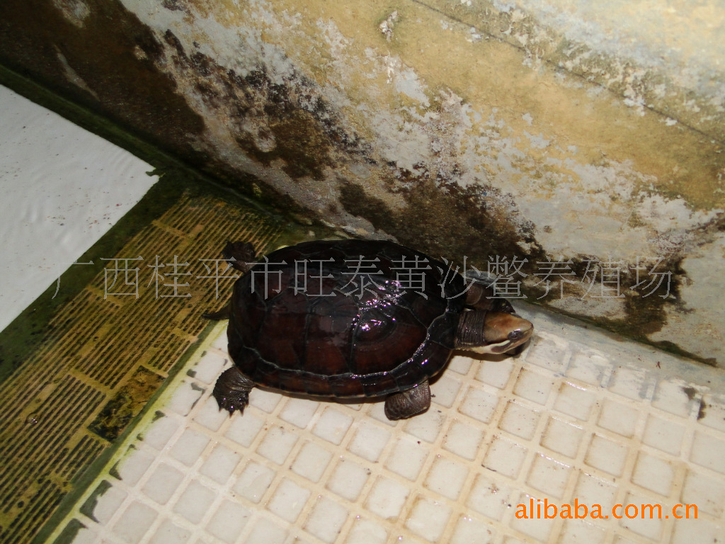 新品供应(种苗)越南石龟(特种养殖)幼苗(价格可优惠)
