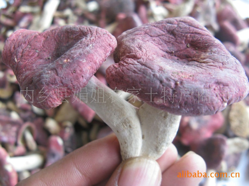 2012年紅菇 河南產地批發 全野生精選小片紅香菇 上等菇頭 不漲價