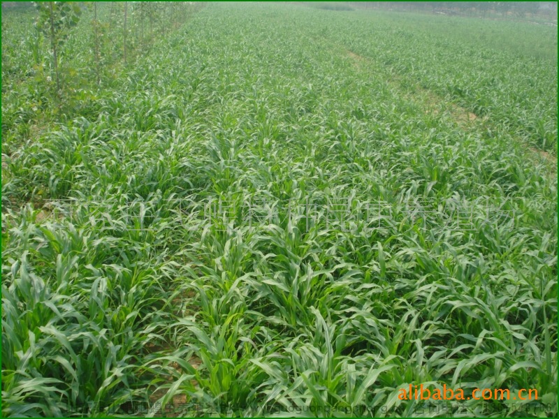 纯正墨西哥玉米草籽专卖 超低价 包邮