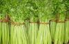 西安芹菜提取物植物提取物芹菜甙比例10:1