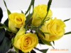 供应鲜花玫瑰花红玫瑰白玫瑰黄玫瑰蓝玫瑰百合满天星