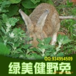 ������ֳ�ɱ�������ߡ���¼��