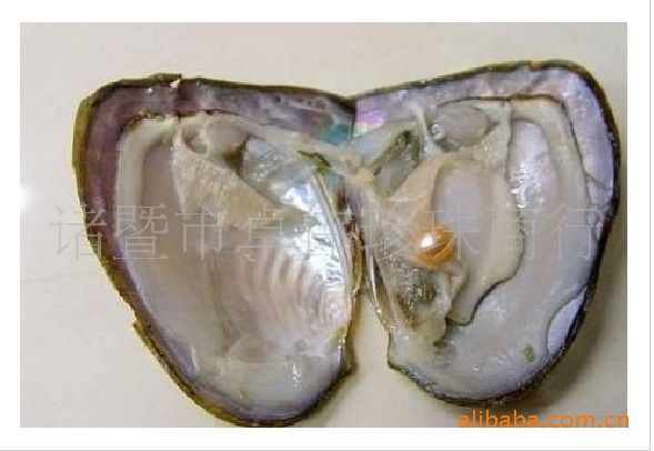 【供应】珍珠小河蚌贝类超市商场促销用7-8mm小蚌饰品0930