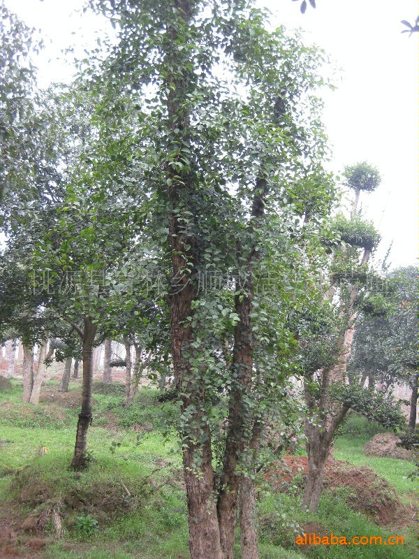 野生,移植刺冬青(柞木)