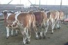 遼寧養殖肉牛養殖場出售改良肉牛6000頭的效益分析