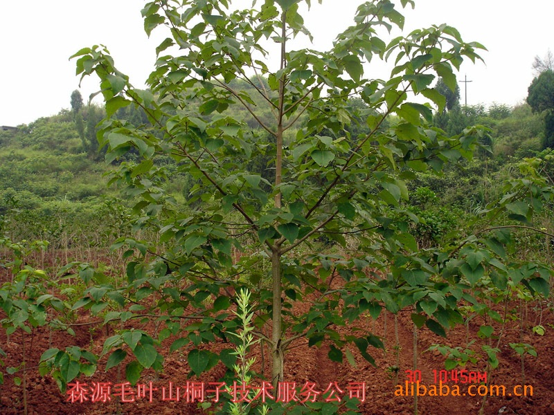 新奇特能源树种——毛叶山桐子(示范基地建挂果大树)