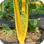 供应南美土著菜种子【五种颜色】五彩沙拉菜-【黄色】