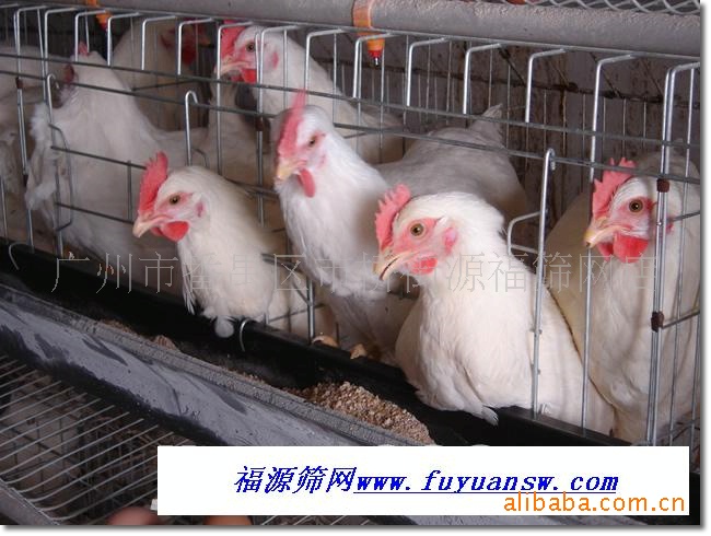 鸡笼大图