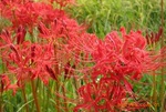 地被菊、黄花石蒜、四季菊、沿阶草