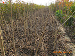 苹果矮化占木M26最大繁育基地