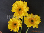 鲜花切花花卉鲜花批发鲜切花批发非洲菊扶郎金太阳(图)