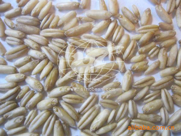 活性发芽燕麦米 燕麦 裸燕麦 燕麦米 燕麦仁 发芽糙米  糙米