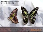 供应昆虫标本、蝴蝶标本 工艺品 蝴蝶相框