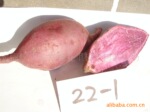 供丰产型紫甘薯良种22-1种薯