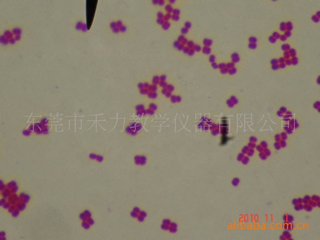 微生物学类变形杆菌涂片