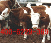 2011年养殖西门塔尔 （6000头肉待售）免费提供全面的养殖技术