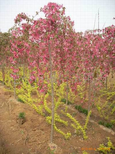 诚信苗圃出售丛生紫叶矮樱"紫叶风箱果.榆叶梅独干紫叶矮樱