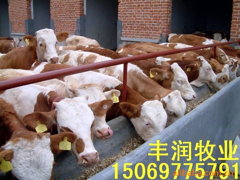 【供应西门塔尔牛】赠送养殖技术资料；安排技术人员