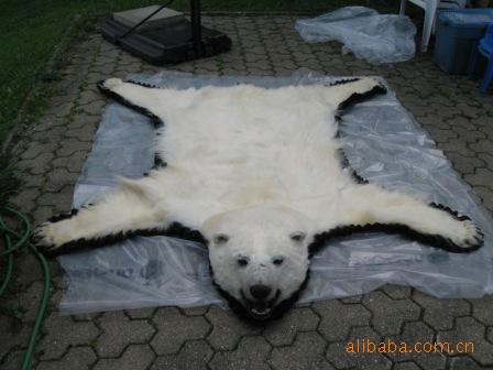 供应加拿大北极熊皮张 熟皮
