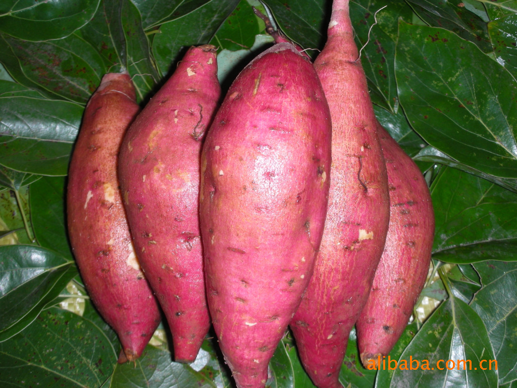 【每周优品】板栗味红薯，让你一口就爱上！ - 深圳市绿然展业发展有限公司