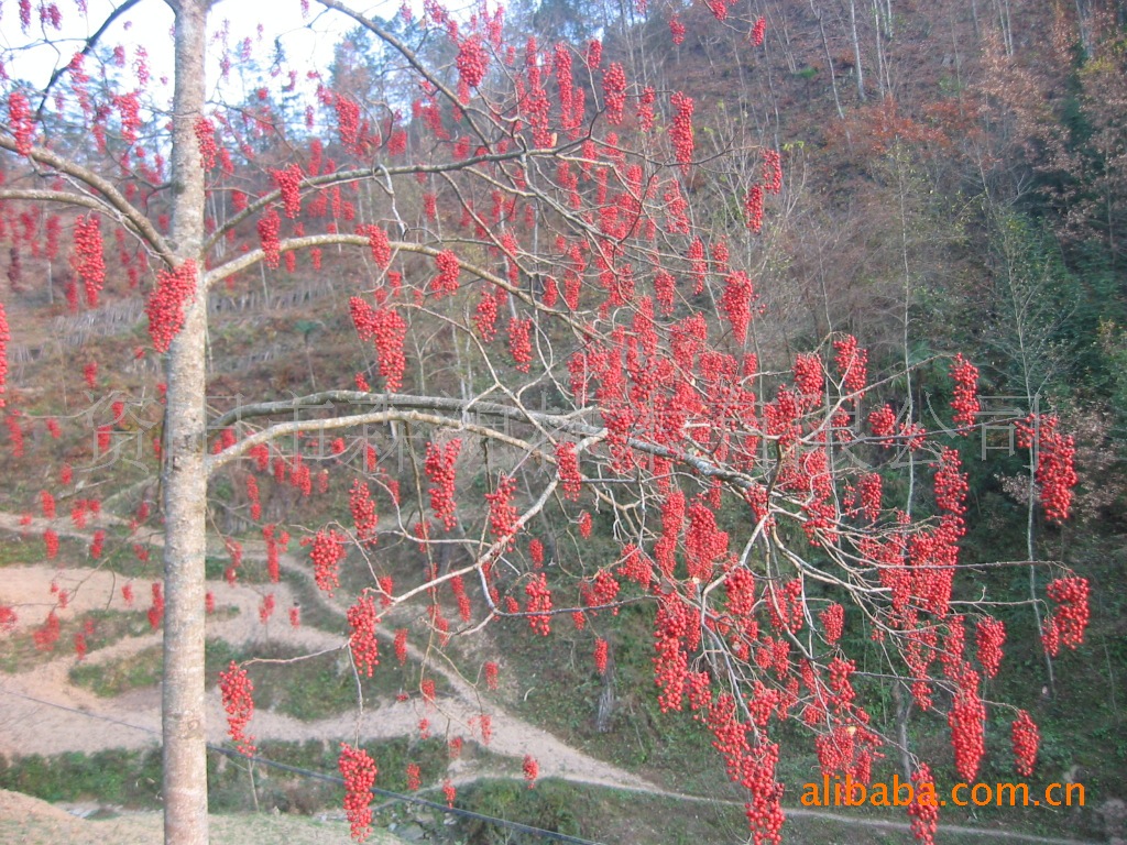 新奇特能源树种——毛叶山桐子(示范基地建挂果大树)