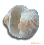 供应海螺贝壳、漂白贝壳,贝壳工艺【多买多送】,贝壳