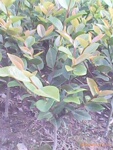 基地批发,供应山茶花、茶花树苗等绿化苗木、室内盆景