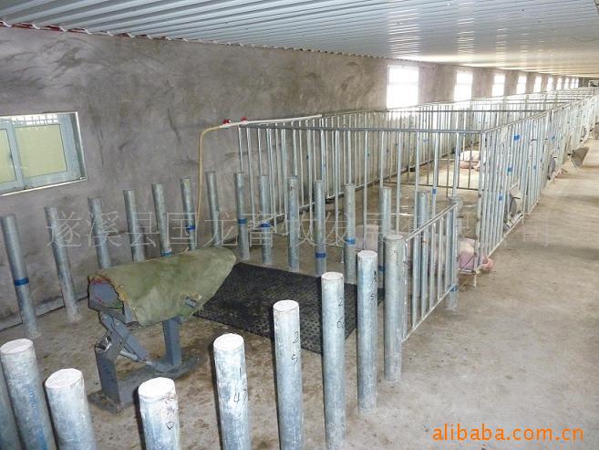 配种舍定位栏 母猪定位栏 定位栏 养猪设备 猪定位栏 公猪定位栏