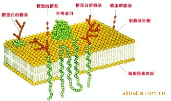 生物膜的基本骨架:磷脂双分子层(亲水性头部朝向两侧,疏水性尾部朝向