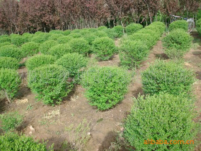 供应绿化苗木球类植物各种球类植物小叶水腊球