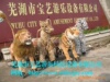 电动四肢行走动物;行走动物游艺机;乘骑行走动物类