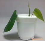 PLA吸塑生物降解环保花盆